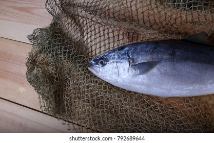 Japanese Amberjack (Seriola Quinqueradiata, Lack Fish)