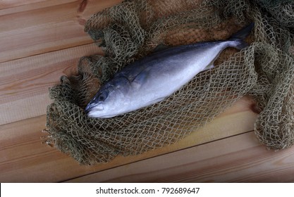 Japanese Amberjack (Seriola Quinqueradiata, Lack Fish)