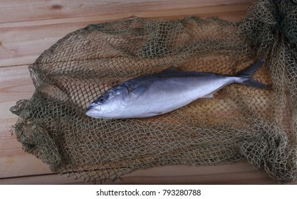 Japanese Amberjack (Seriola Quinqueradiata, Lack Fish)