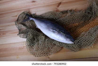 Japanese Amberjack (Seriola Quinqueradiata, Lack Fish)