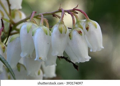 Pieris Japonica Bilder Stockfotos Und Vektorgrafiken Shutterstock