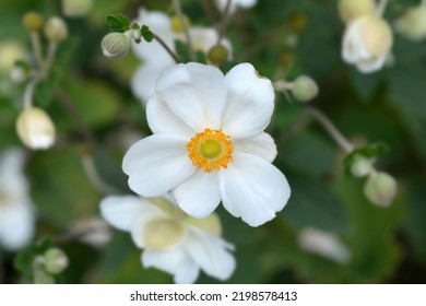 Japanese anemone Honorine Jobert - Latin name - Anemone * hybrida Honorine Jobert