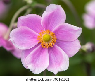 Japanische Anemonenblume (Anemone hupehensis). rosafarbene Gartenpflanze in der Familie Ranunculaceae, alias chinesischer Anemon, Thimalwede oder Windblume