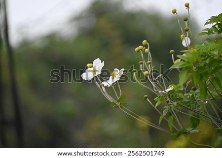 Similar – Image, Stock Photo Reddish purple flower of Lewisia cotyledon, vulgo porcelain flower