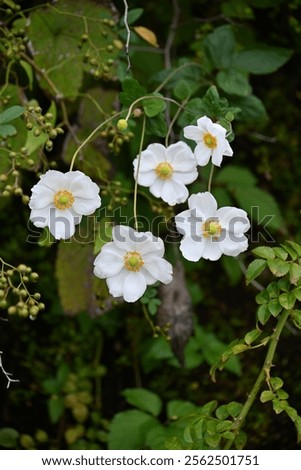 Similar – Image, Stock Photo Reddish purple flower of Lewisia cotyledon, vulgo porcelain flower