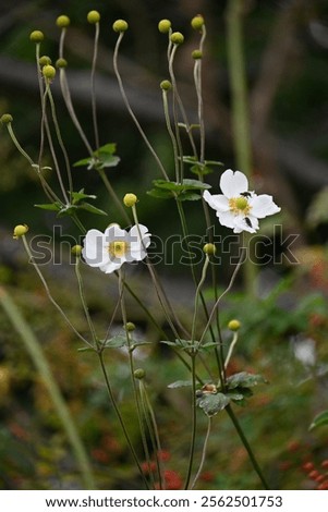 Similar – Image, Stock Photo Reddish purple flower of Lewisia cotyledon, vulgo porcelain flower