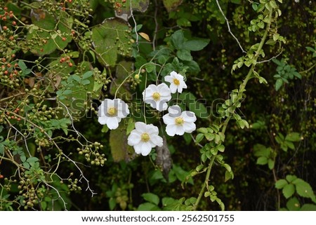 Similar – Image, Stock Photo Reddish purple flower of Lewisia cotyledon, vulgo porcelain flower