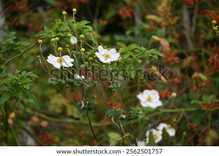 Similar – Image, Stock Photo Reddish purple flower of Lewisia cotyledon, vulgo porcelain flower