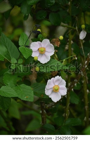 Similar – Image, Stock Photo Reddish purple flower of Lewisia cotyledon, vulgo porcelain flower