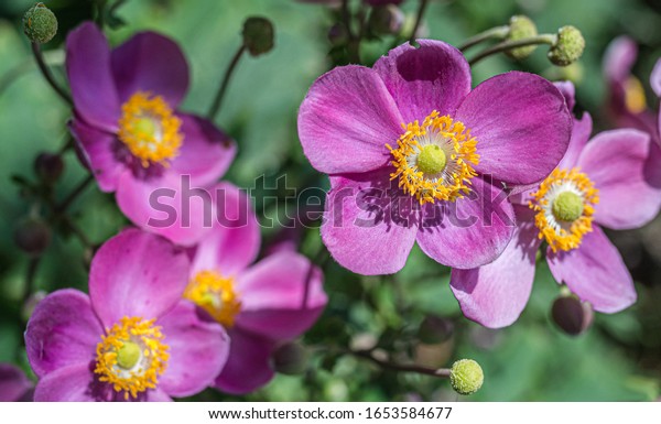Japanese anemone (Anemone hupehensis) plants in\
flower. Pink garden plant in the family Ranunculaceae. Closeup on\
Japanese Anemone\
flowers