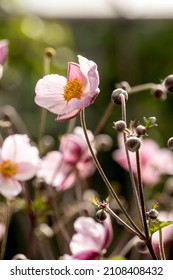 Japanese Anemone - September Charm 