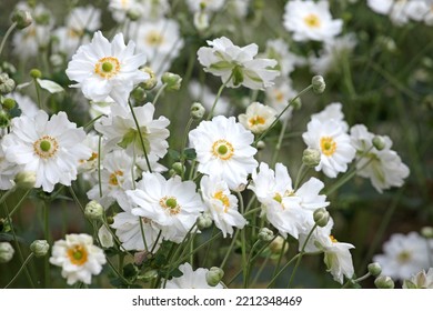 Japanese anemone 'Whirlwind' in flower. 