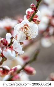 Japanese Apricot Flower, Early Spring Image