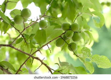 Japanese Apricot And Green Leaves