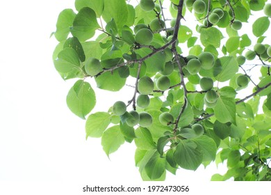 Japanese Apricot And Green Leaves