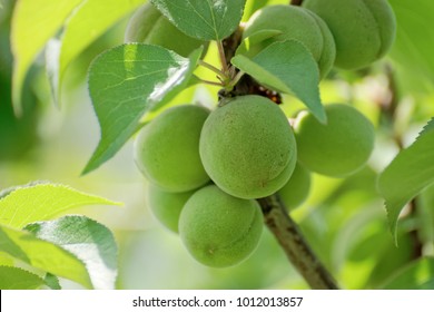 Japanese Apricot, Ume