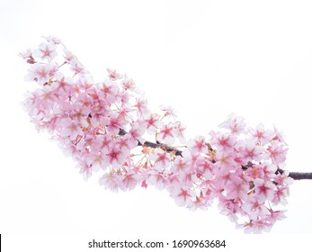 Japanese Apricots or Plum Blossoms - Shutterstock ID 1690963684