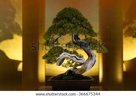 Japanese art form using trees, Bonsai, on the gold background