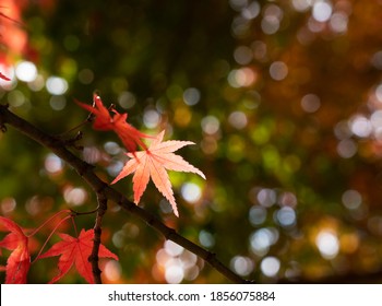 Japanese Autumn Foliage Landscape. Close-up Of The Autumn Foliage