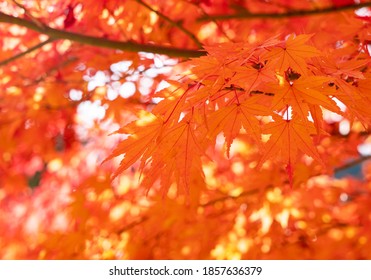 Japanese Autumn Foliage Landscape. Close-up Of The Autumn Foliage