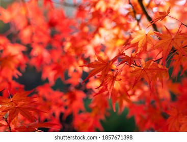 Japanese Autumn Foliage Landscape. Close-up Of The Autumn Foliage