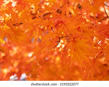 Japanese Autumn Foliage Landscape. Close-up Of The Autumn Foliage