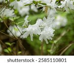 Japanese azalea or Kirishima azalea (Rhododendron obtusum) A radiant shrub with pure white, exuberant spring blooms surrounded by medium green oval foliage