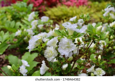 Japanese Azalea 'Schneeperle' White Double Flowering Shrub Nature Background.