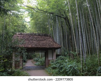 Japanese Bamboo Forest Zen Background Japan Tranquil Beautiful