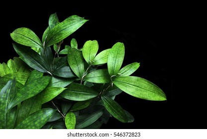 Japanese bamboo plant greenery leaves (Dracaena surculosa) on black background, other names is gold dust dracaena, spotted dracaena. - Powered by Shutterstock