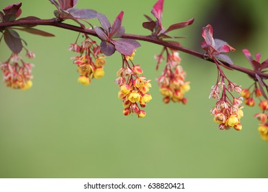 Japanese Barberry