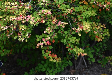 Japanese barberry ( Berberis thunbergii ) autumn leaves. Berberidaceae deciduous shrub. Red berries and autumn leaves are beautiful in autumn. The branches have sharp thorns.
