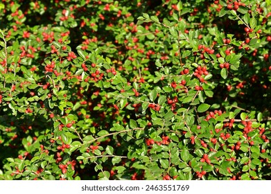 Japanese barberry (Berberis thunbergii) with red berries