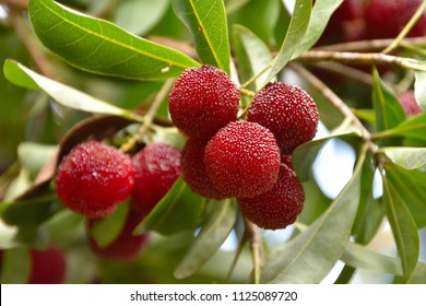 Japanese bayberry (yamamomo)