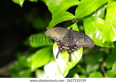 Japanese beautiful female Papilio dehaanii (Karasuageha) swallowtail butterfly basking in the sunlight to keep warm (Insect entomology closeup macro photograph)