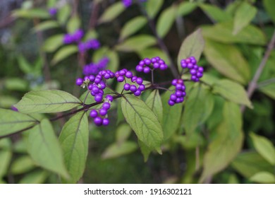 Japanese Beautyberry Is Adding Rich Color Among Yellowish Green Leaves.