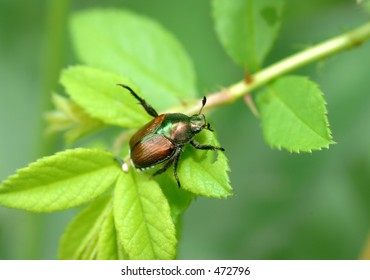 Japanese Beetle