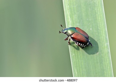 Japanese Beetle