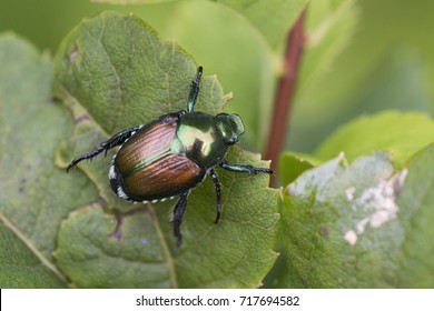 Japanese Beetle