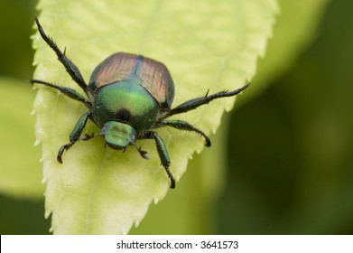 Japanese Beetle 7