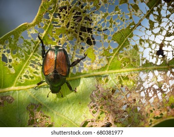 Japanese Beetle Eating Leaf.