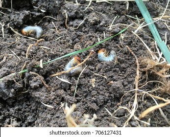 Japanese Beetle Grubs Two Inches Under Grass and Soil, Early Fall in Kansas  - Shutterstock ID 706127431