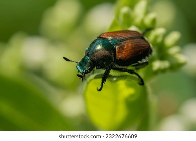 Japanese beetle on dogbane leaf
