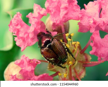 Japanese Beetle on Flower