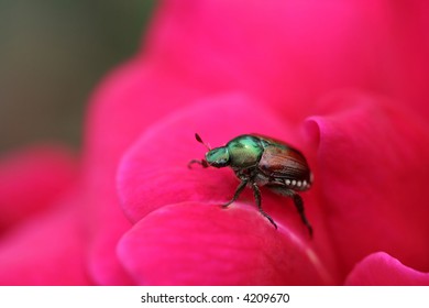 3,225 Japanese beetle Stock Photos, Images & Photography | Shutterstock