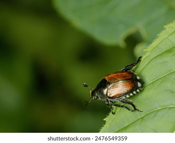 A Japanese beetle, Popillia japonica, with a shiny, metallic shell sits on a green leaf - Powered by Shutterstock