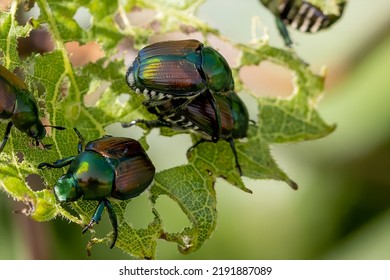 The Japanese beetle (Popillia japonica) is a species of scarab beetle