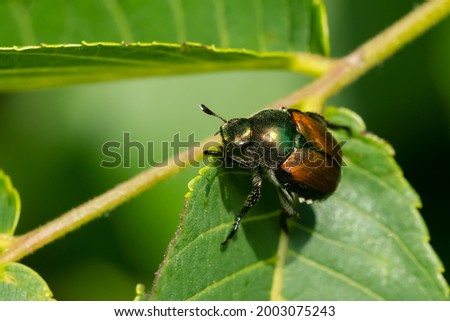 A japanese Beetle is resting on a green leaf. It is an invasive and highly destructive pest in North America. Taylor Creek Park, Toronto, Ontario, Canada.