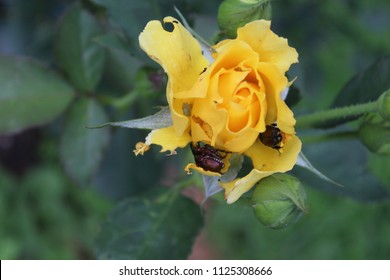 Japanese Beetles Eating Rose