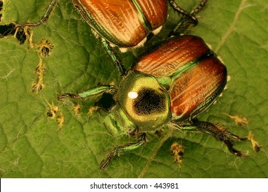 Japanese Beetles On Leaf